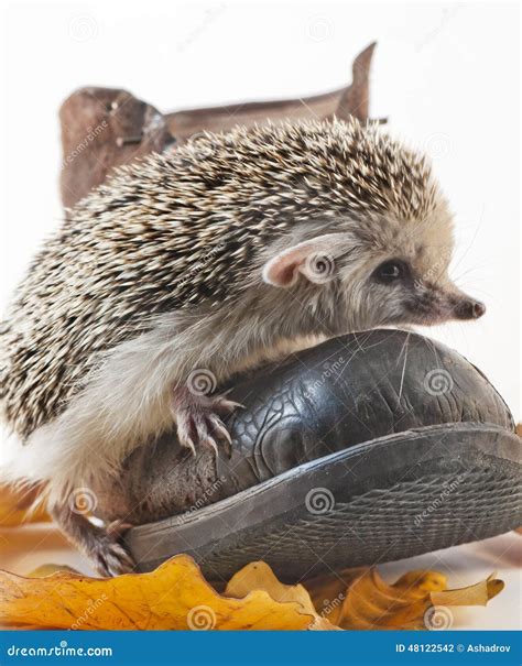 Studio Photography of Hedgehog Stock Photo - Image of listening, cute ...