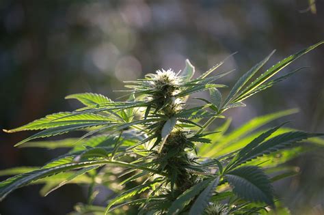 Best Hemp Flower Strains To Try In