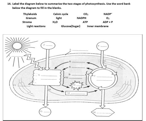 Photosynthesis Fill In The Blank