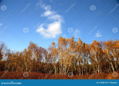 Arbres De Bouleau Blanc Et Ciel Bleu Photo stock Image du écorce