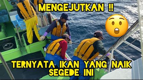 MENGEJUTKAN Ternyata Ikan Nya Segede Ini Yang Naik Tuna