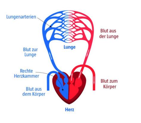 Herz Kreislauf System Karteikarten Quizlet