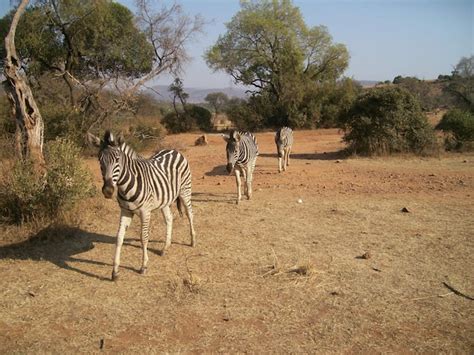 Premium Photo Zebras Walking On Field Against Sky