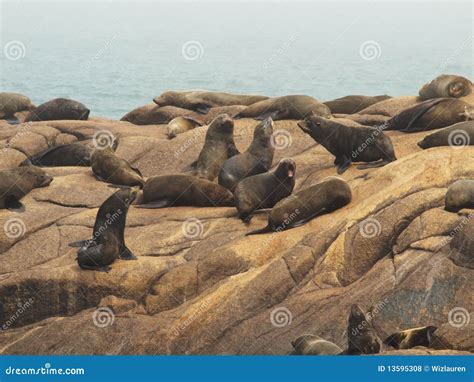 Seal colony stock photo. Image of wild, relaxing, scenery - 13595308