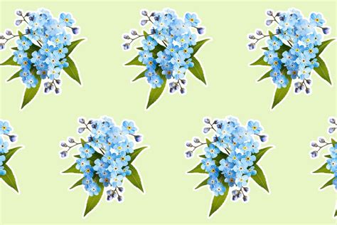 Forget Me Not Flower Meaning And Symbolism Petal Republic