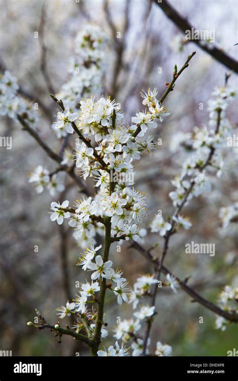 Blackthorn Blossom Prunus Spinosa Stock Photo Alamy