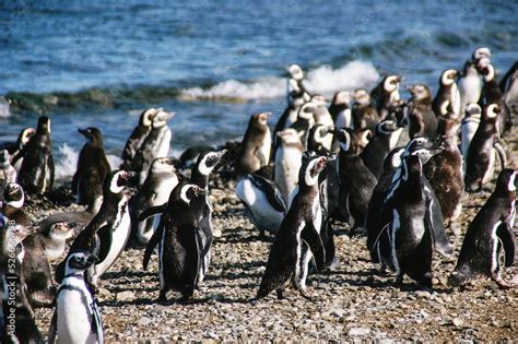 Colony of magellanic penguins on Magdalena island, Strait of Magellan, Chile Stock Photo | Adobe ...