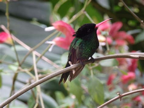 Jamaican Hummingbird Hummingbird Jamaicans Animals