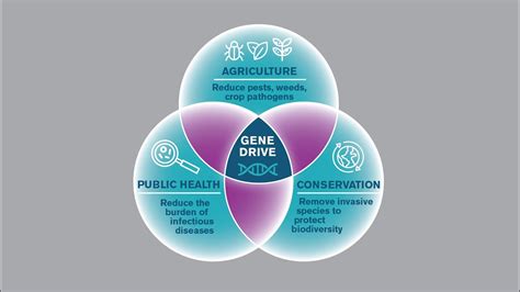 Exploring Gene Drive Technologies In Agriculture Biodiversity And