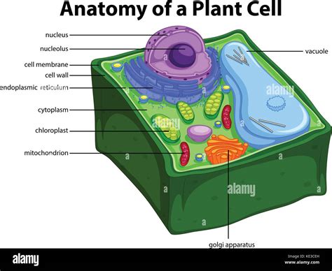 Plant Cell Nucleus Hi Res Stock Photography And Images Alamy