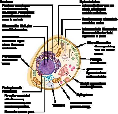 Eukaryotic Cell Structure And Function Chart