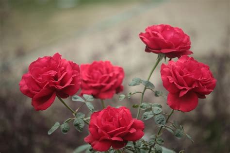 Premium Photo | Red roses in the garden