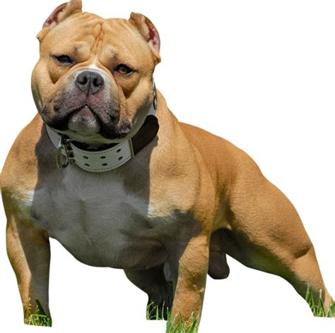 Pitbull Png Transparent Images