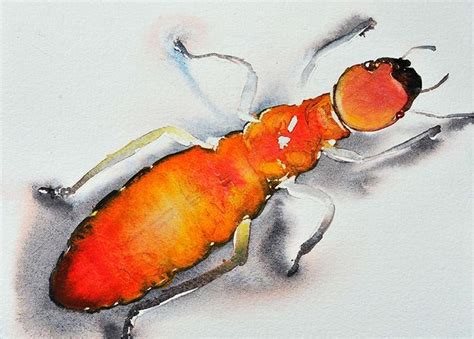 27 Best Watercolor Insects Images On Pinterest Insects Acrylic