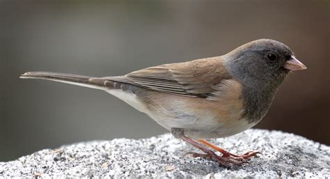 Oregon Junco | San Diego Bird Spot