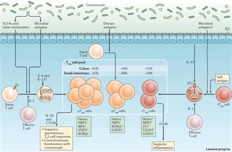 Nature 微生物的胆汁酸代谢物调节宿主肠道特异treg细胞的稳态 知乎