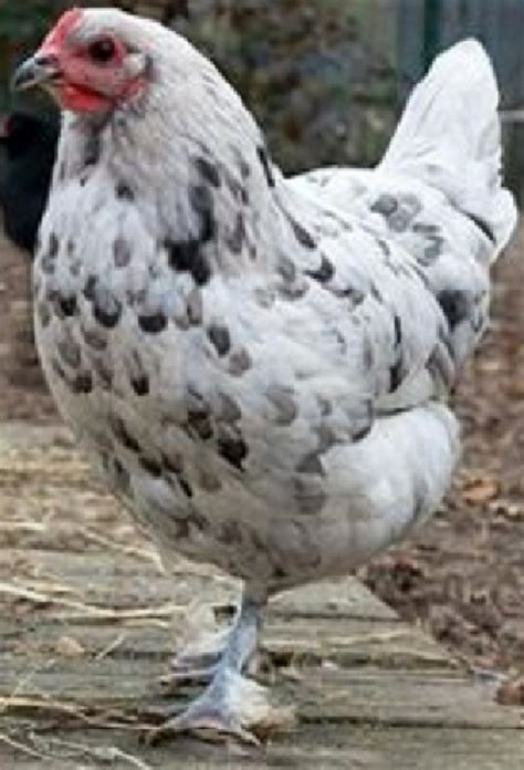 Marans Hühner mit den Schokoladenfarbenen Eiern legend