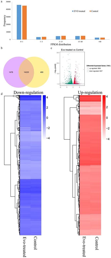 Overview Of Genes Differentially Expressed Between Evo Treated Caki 1 Download Scientific