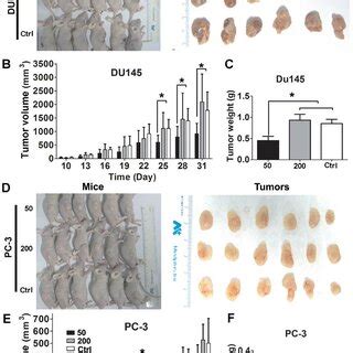 Matrine Inhibits Growth Of Tumors In Nude Mice Inoculated With CRPC