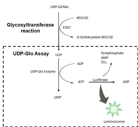 Enzyme assay of O-GlcNAc transferase - Glycoscience Protocols ...