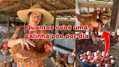 Quantos Ovos Uma Galinha P E Por Dia Mudamos Os Manejos Ou Continua O