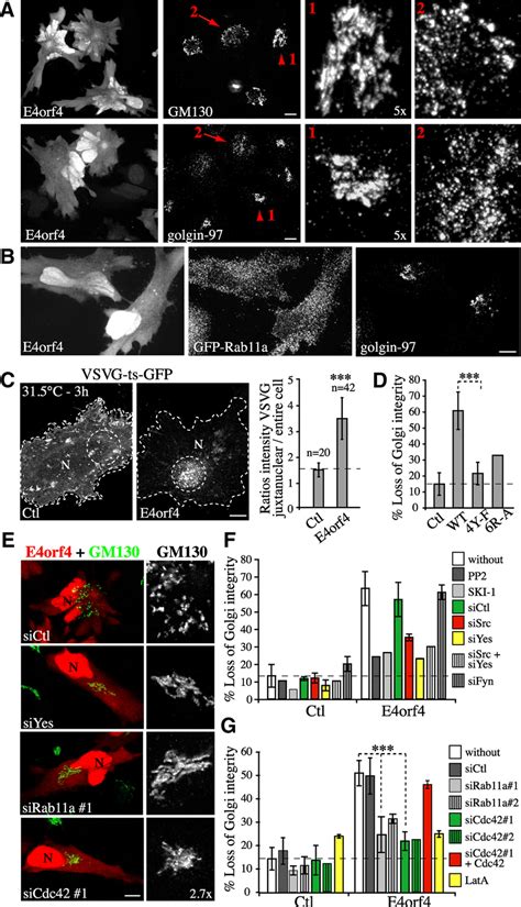 Loss Of Golgi Integrity Via A Pathway Involving SFKs Cdc42 Actin And