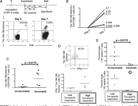 Figure 4 From HTLV 1 Tax Specific CTL EpitopePulsed Dendritic Cell