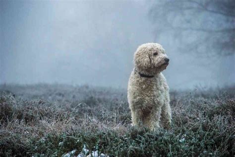 Can You Register A Goldendoodle Goldendoodle Advice