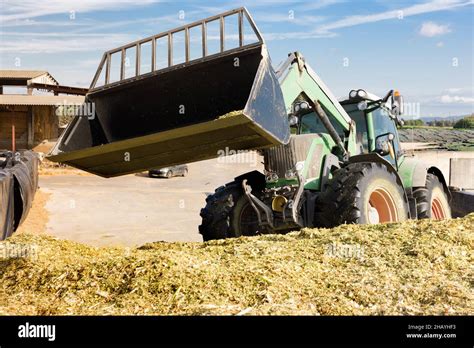 Harvesting Of Silage Stock Photo Alamy