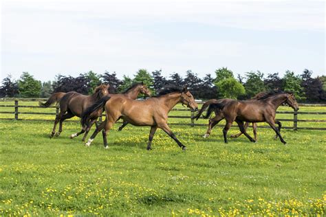 Irish National Stud And Gardens