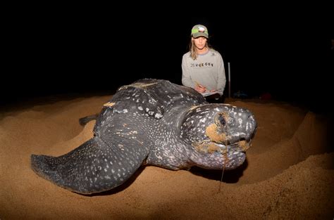 Curiosidades Da Tartaruga De Couro A Gigante Do Mar Que Se Reproduz No