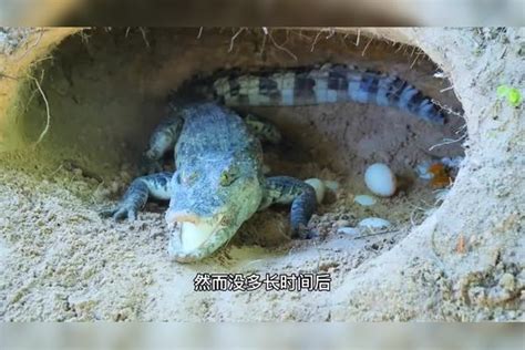 巨蜥大战鳄鱼鳄鱼却认怂，但巨蜥有时也被鳄鱼打得落荒而逃鳄鱼大战