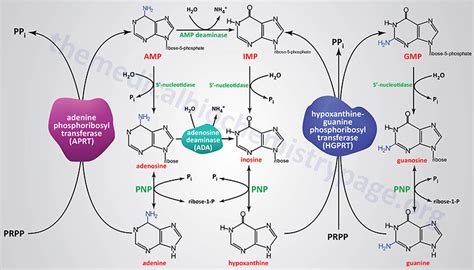 Nucleotides: Biosynthesis and Catabolism - The Medical Biochemistry Page