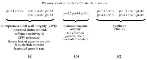 Phosphoribosyl Pyrophosphate Synthetase Encyclopedia MDPI