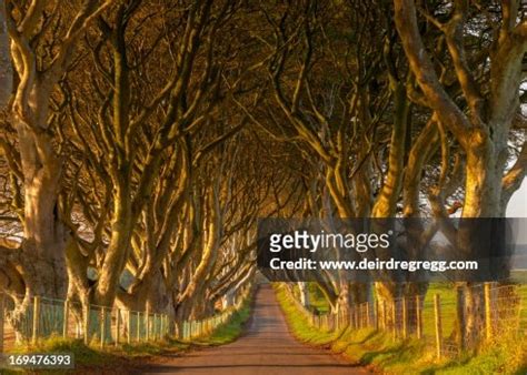 The Dark Hedges Autumn High-Res Stock Photo - Getty Images