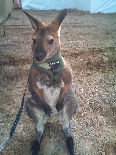 Pin By Bethany🌺 👻 On Kangarooswallabies Wallaby Kangaroo Dingo