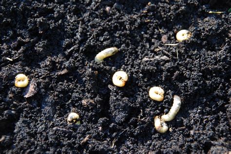 Signs Of Lawn Grubs And What To Do About Them