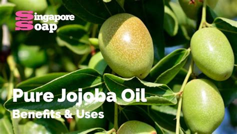 Jojoba Oil Benefits And Uses Singapore Soap Supplies