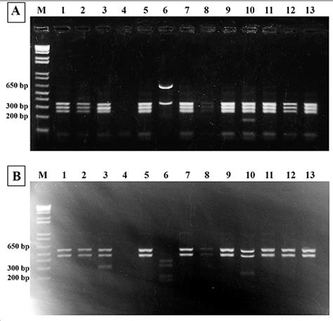 Figure 1 From Molecular Identification And Morphological