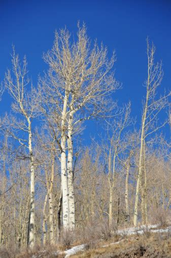 Deciduous Trees Stock Photo Download Image Now Blue Colorado