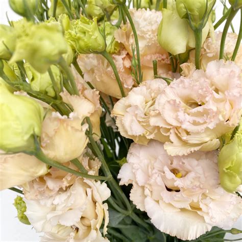 Lisianthus Saumon Fleur Fra Che Pastel Pour Bouquets Et Compositions