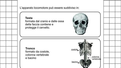 Classe Quinta Scienze L Apparato Locomotore Schede Didattiche