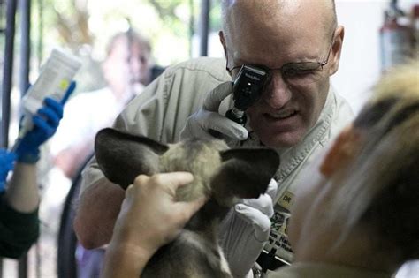 How To Become A Veterinarian Career Advice From 4 New Orleans Vets Business News