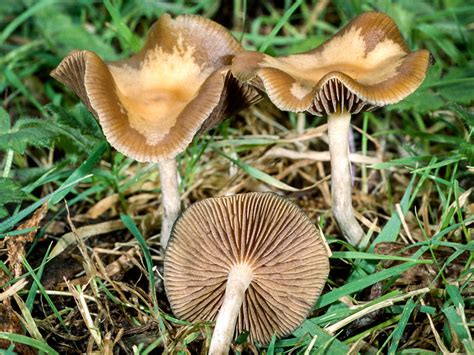 Psilocybe Cyanescens Identification