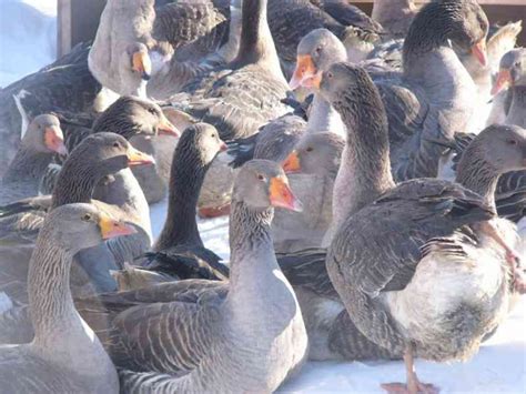 Landes French Breed Of Geese Photos Description