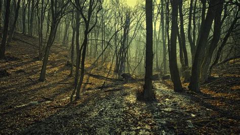 Creepy woodland Stock Photos, Royalty Free Creepy woodland Images ...