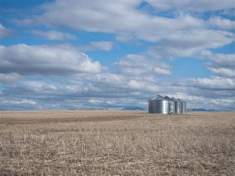 Four Silver Colored Metal Grain Silos In A Row In A Field Stock Image