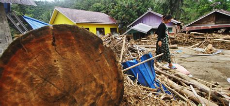 Pembalakan Liar Hutan Kalimantan Belum Berhenti