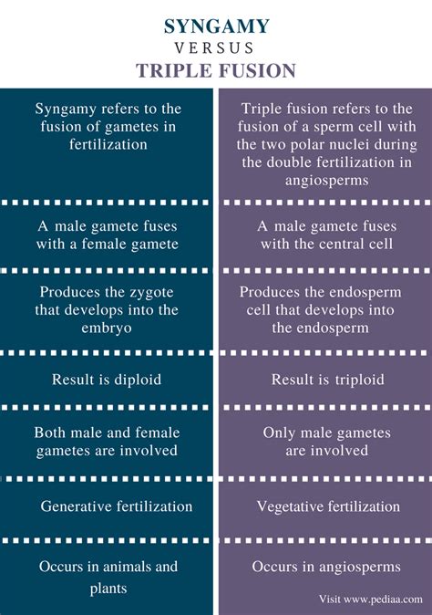 Difference Between Syngamy and Triple Fusion | Definition, Facts ...