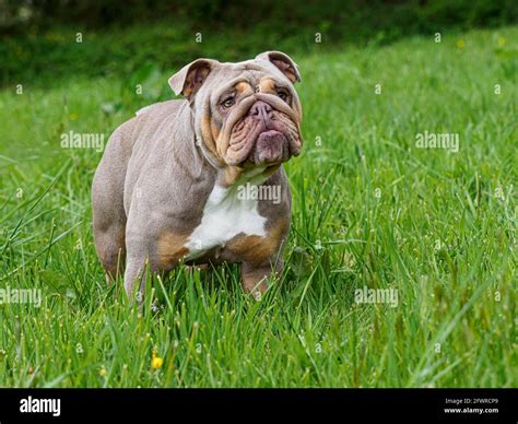 Blue English Bulldog Fotografías E Imágenes De Alta Resolución Alamy